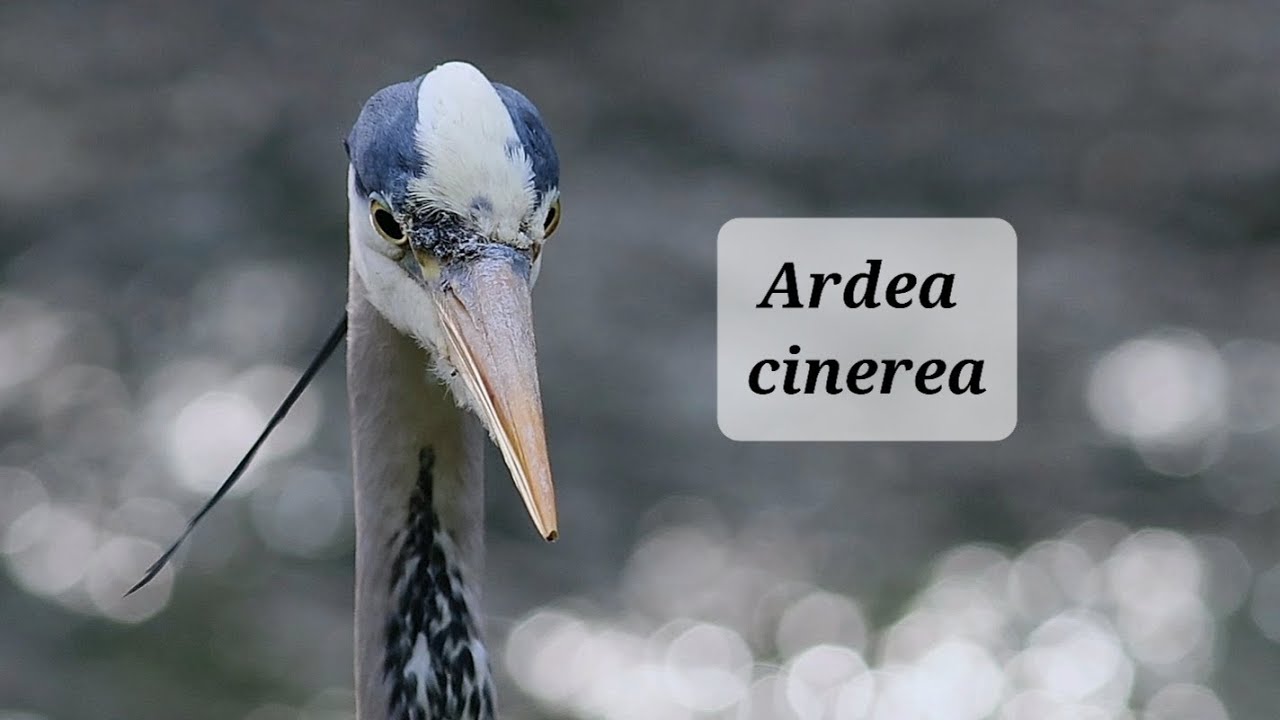 Hunting Grey Heron | England