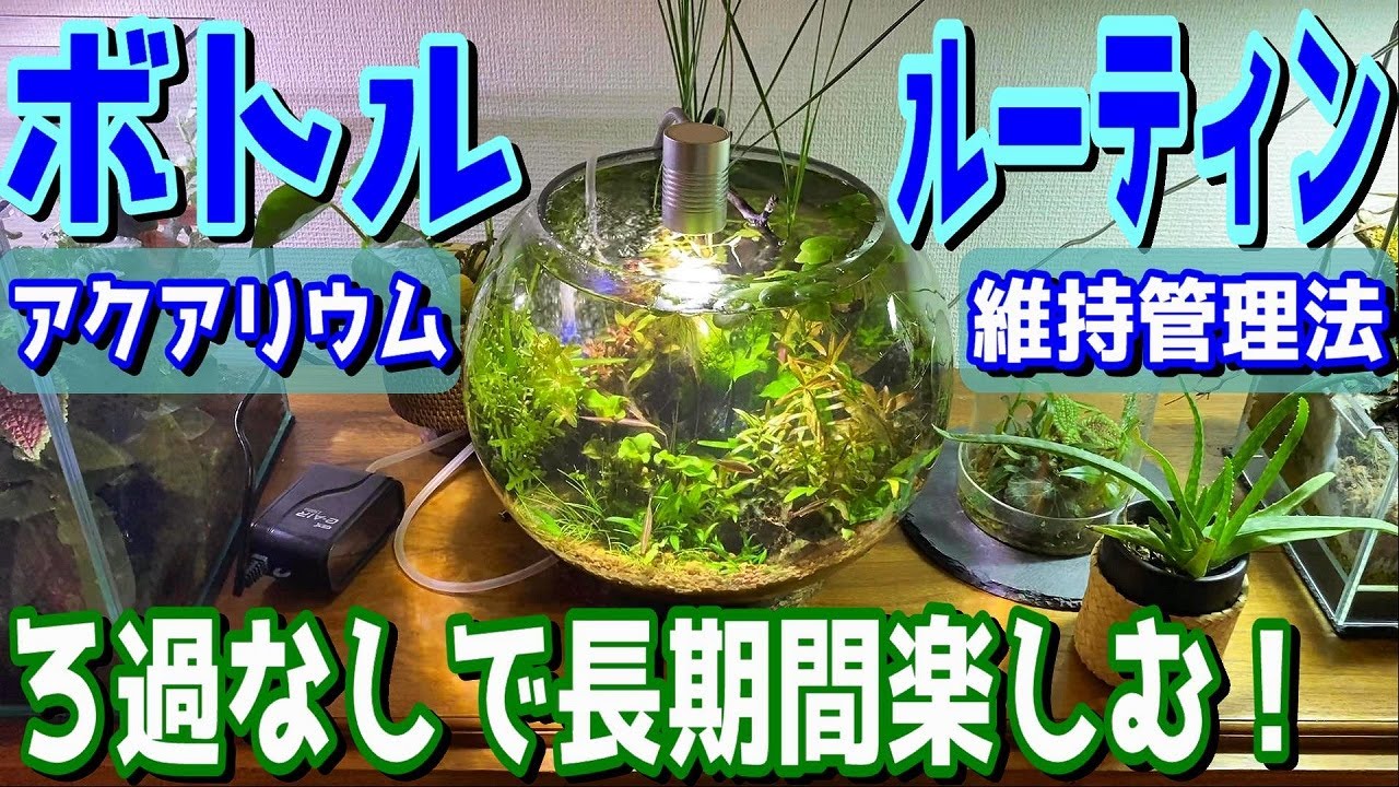 【ボトルアクアリウム】ろ過なしで長期維持するためのルーティン（ボトルアクアの維持管理方法）
