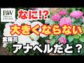 PWのアナベルがすごい！