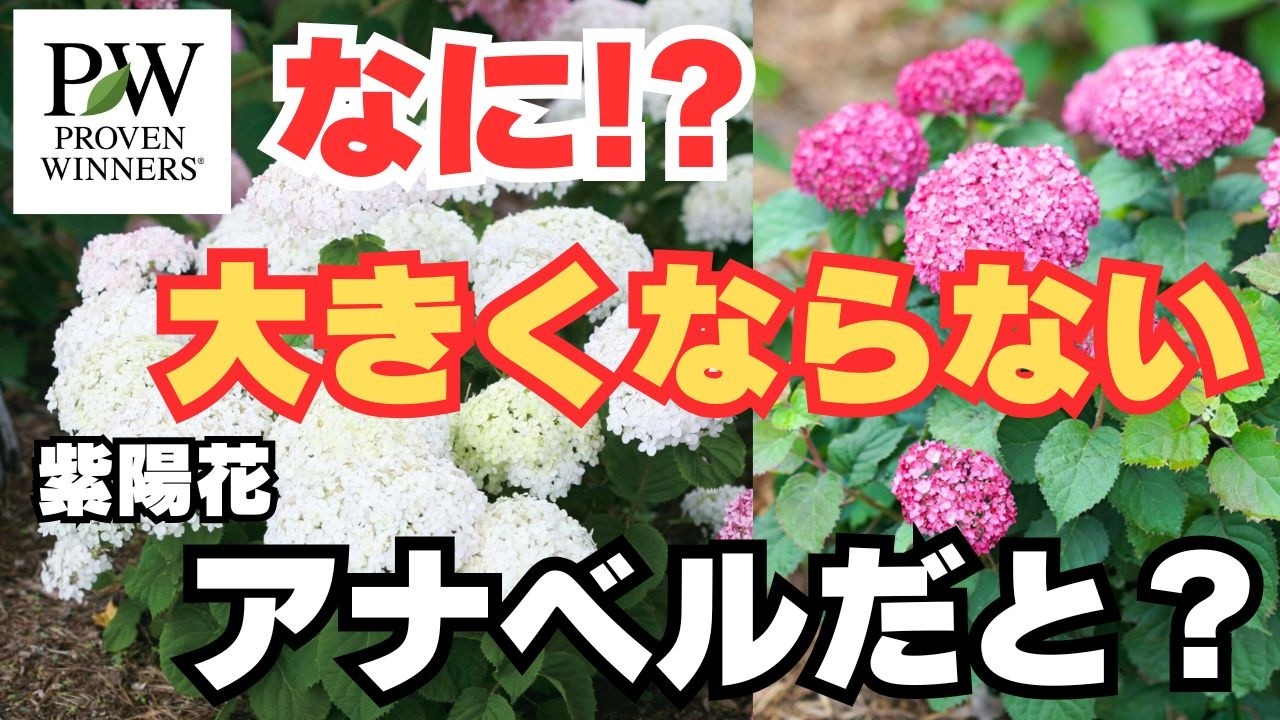 PWのアナベルがすごい！