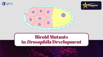 Bicoid Mutants in Drosophila Development for CSIR NET & GATE | Star Concepts