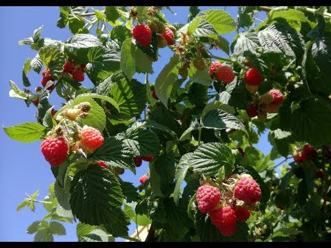 Video: Vysoko Kvalitný Sadivový Materiál Malín A Jahôd, škôlka „Agrotechnology“