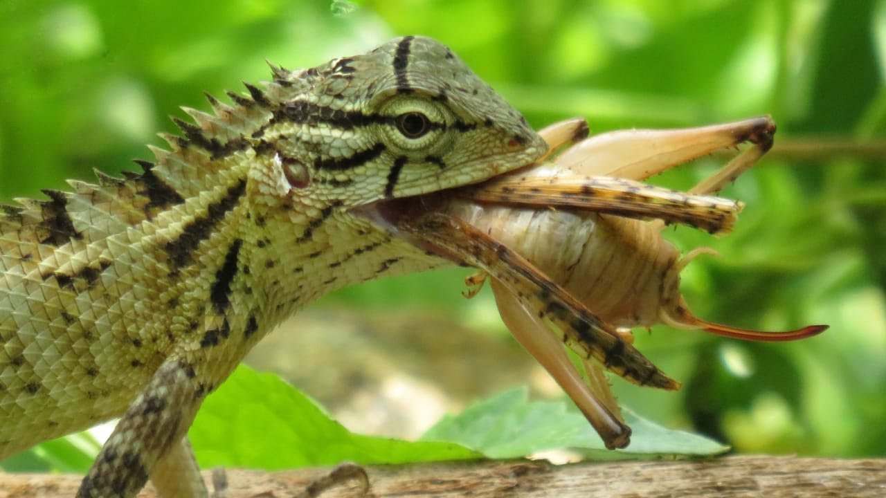 Lizard Eating A Mantis YouTube