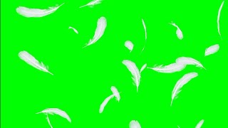 Falling Feather Green Screen 2020 Feather Transition Green Screen Wight Feather Down Video Hd