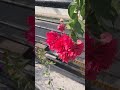 Pink Flower