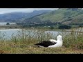 Live Royal Albatross Cam - #RoyalCam - New Zealand Dept. of Conservation | Cornell Lab