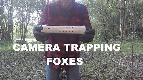 Camera Trapping Set Up