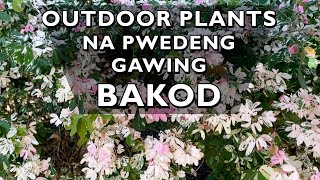 Mga Halaman na Pwedeng Gawing Bakod o Privacy Hedge | Outdoor Plants