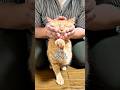世界一可愛いと言われた猫の宿命 #cat #ネコ #保護猫 #ねこのいる生活