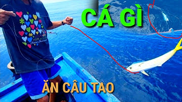 Câu Đàn Cá Dũa Buổi Trưa 12h Mạnh Ai Nấy Kéo Cá/ Minh Biển Vlog
