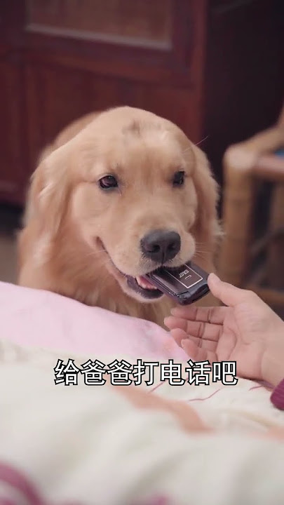 Luhu：How many left-behind elderly people are also struggling like this? #dog #pets #shorts