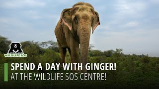 Spend A Day With Ginger At The Wildlife SOS Centre! by Wildlife SOS 1,870 views 1 month ago 1 minute, 13 seconds