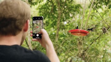 Humming Bird, Slow Motion Footage Of A Hummingbird"s Wings Flapping While Feeding
