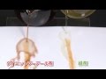 ダイエットプーアール茶の脂肪分解パワー！