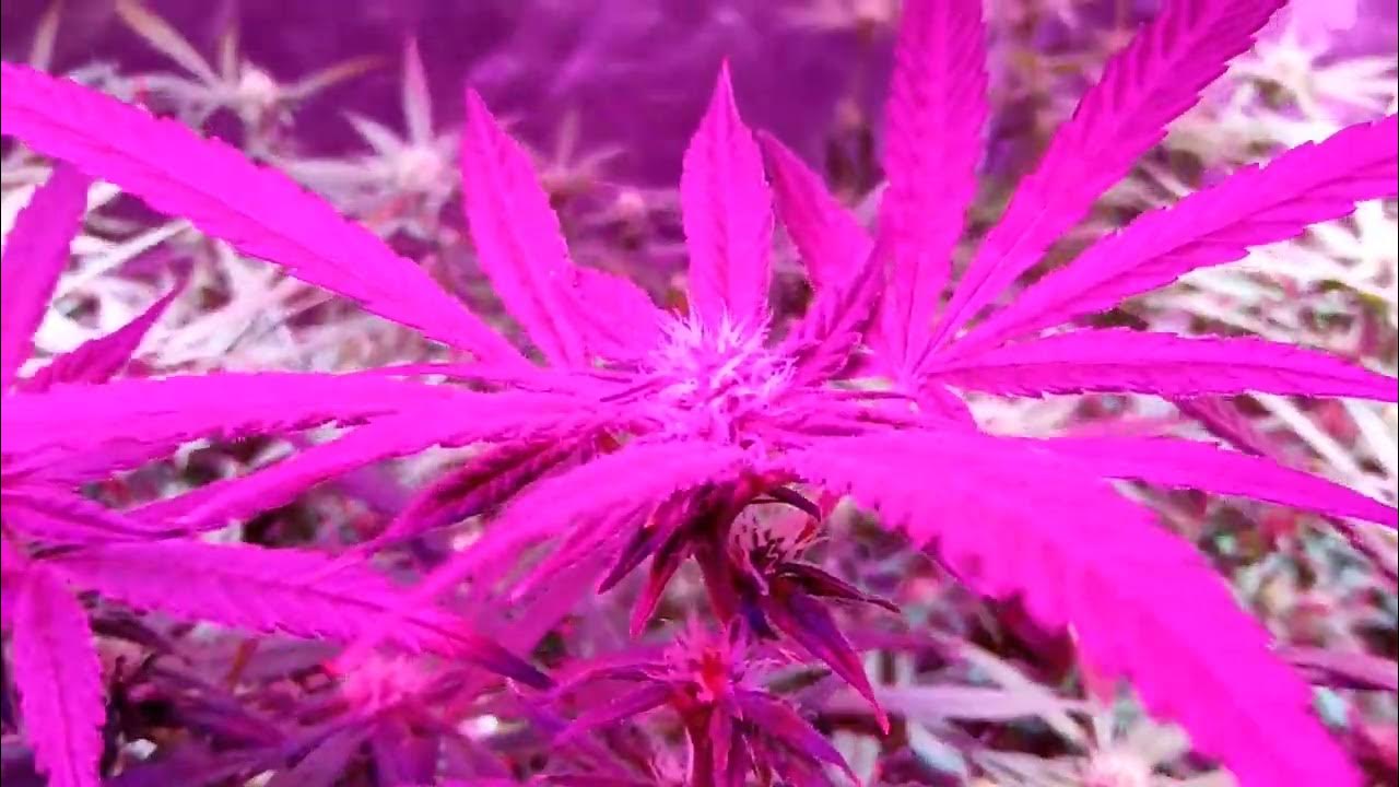 Week 5 Flowering Final Major Defoliation (May 31st, 2022) YouTube