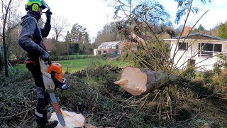 GROS DÉMONTAGE ET ABATTAGE D'ÉPICÉAS STIHL 661