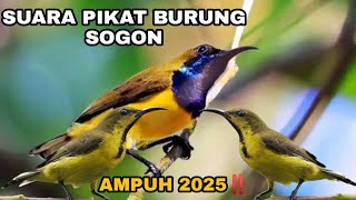 Suara Pikat Burung Sogon Ontong Ampuh 2025suarapikatburcil burungsogokontong