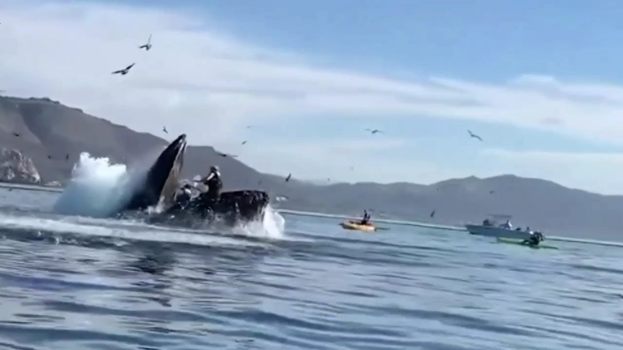 The kayakers were almost swallowed by a hungry humpback whale YouTube