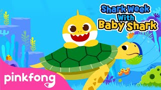 baby shark and sea turtles shark week with baby shark pinkfong songs for children