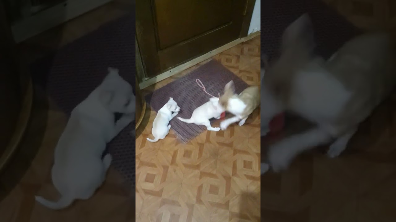 Angry Chihuahuas Fight Club (ASMR) Fight Night №7