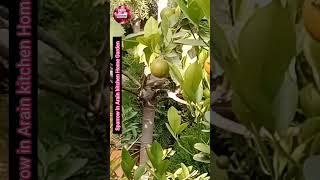 Sparrow in Arain Kitchen Home Garden #trending #birds #nature #tips