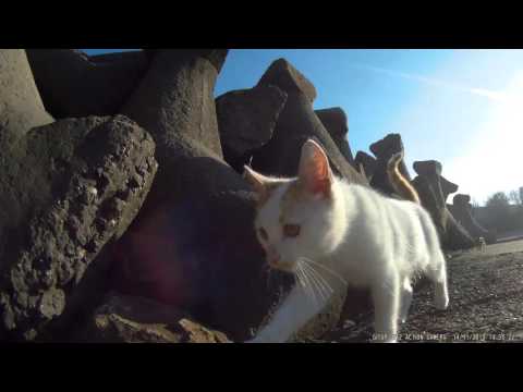 GitUp Git2 Gyro cat view test 1080p 60fps