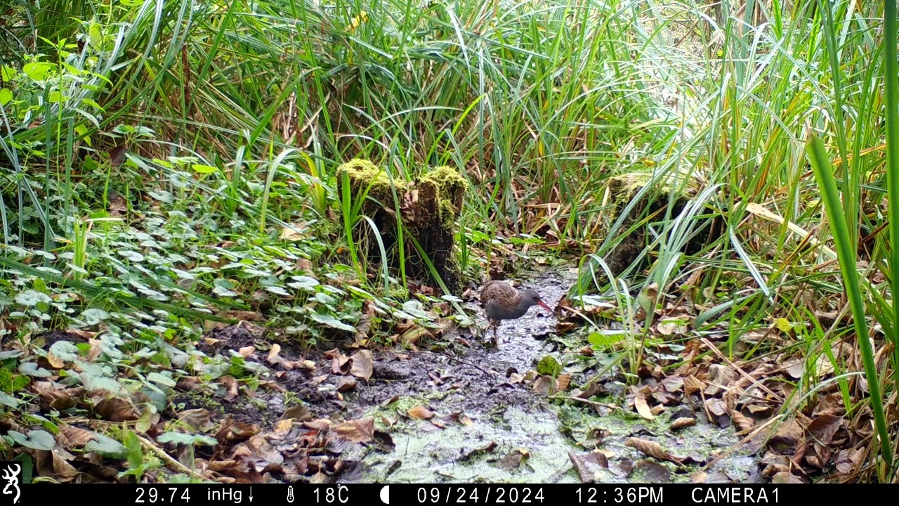 Waterrallen in de Scheldepolders van Weert