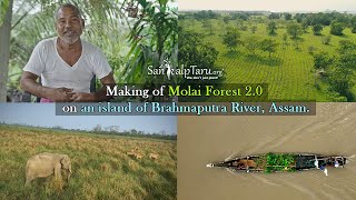 Making of Molai Forest 2.0 on the shores of Brahmaputra, Assam
