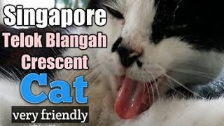 Singapore Telok Blangah Crescent Cute Cat