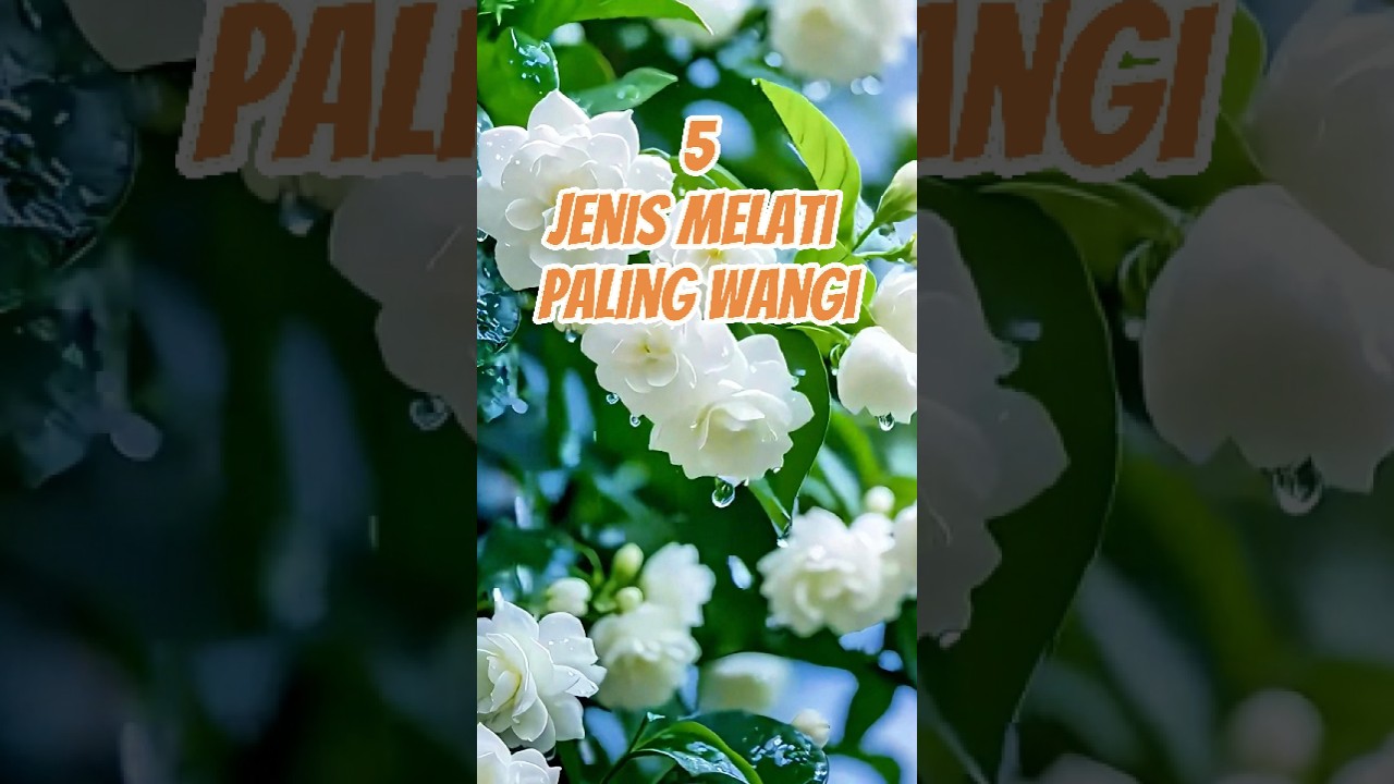 5 Jenis Melati Paling Wangi