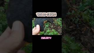 #버섯 #산행 #버섯산행 #개회나무 #상황버섯 #개회상황 #산삼나라