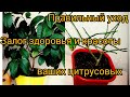 Важные правила ухода за цитрусовыми. Как ухаживать за лимоном в домашних условиях. Часть первая.