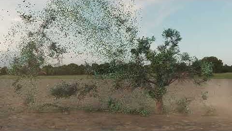 Houdini Tree Simulation 2