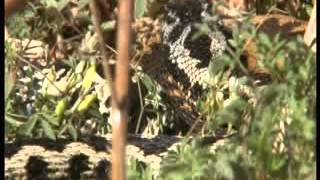 BBC Springwatch 2014 - Episode 11 Part 4