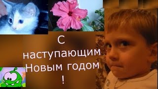 Китайская роза /гибискус/ и котята.Канал Внук и Нэцкэ/Netsuke/. Chinese hibiscus and kittens Китайская роза /гибискус/ и котята.Канал Внук и Нэцкэ/Netsuke/. Chinese hibiscus and kittens