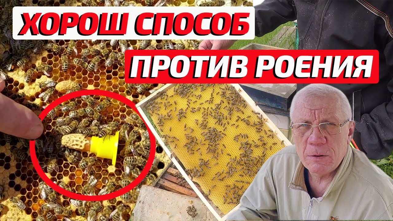 Как не допустить роевое состояние пчел Противороевые отводки - YouTube