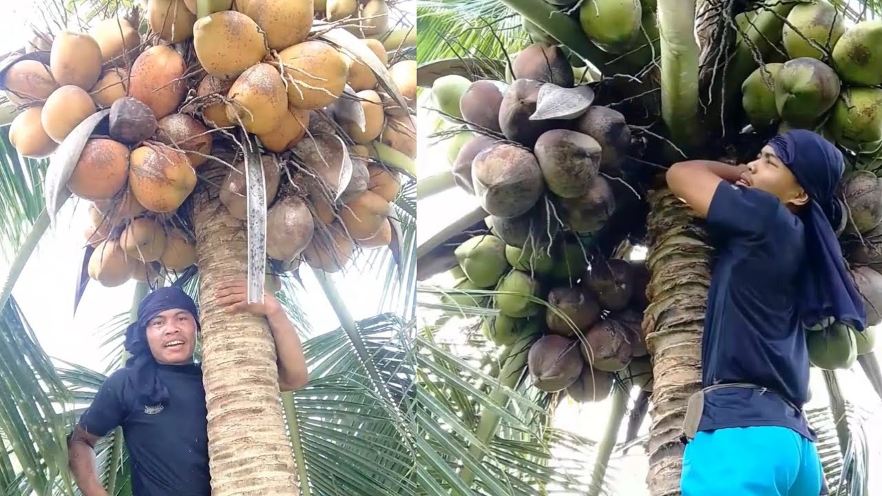 Dili Basta Basta og bunga dol grabi ka huot 