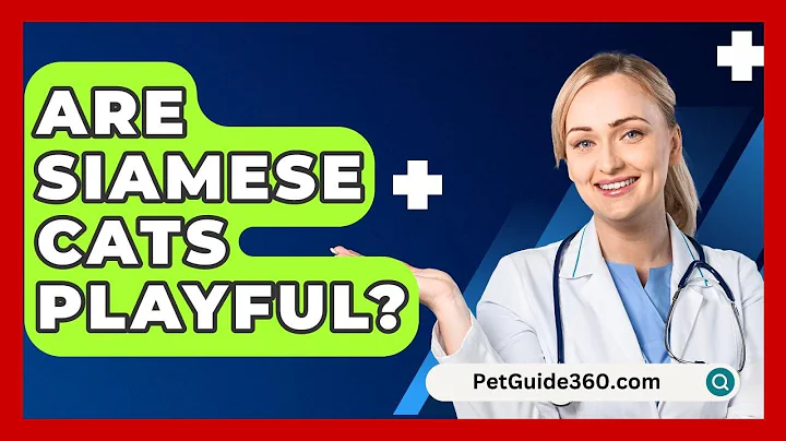 Are Siamese Cats Playful? - PetGuide360.com