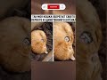 У вас тоже так🐈?#shorts #funny #memes #юмор #смех #прикол #рекомендации #фильм #новости #мем #смешно