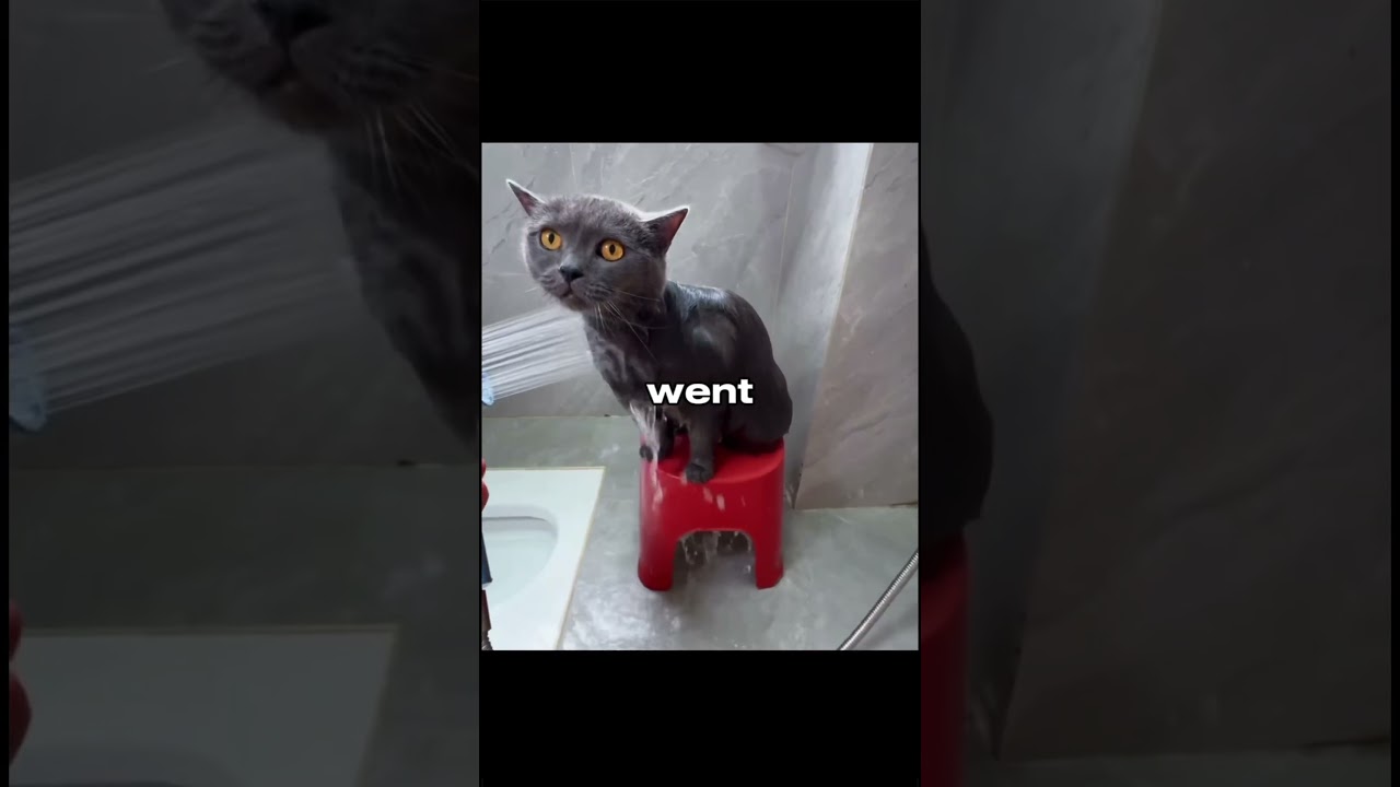 Why cats follow you to the bathroom 