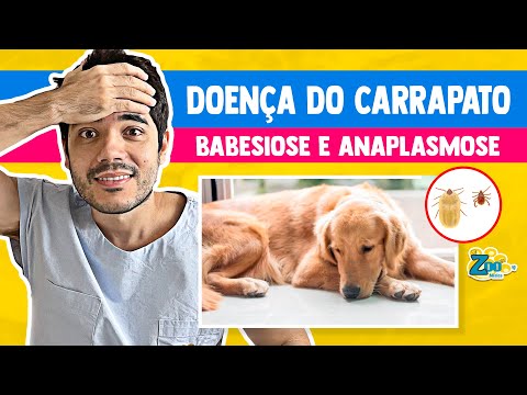 DOENÇA DO CARRAPATO EM CACHORRO: Babesiose E Anaplasmose. O que é, Sinais, Diagnóstico e Tratamento.