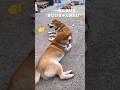 カミナリ怖すぎて一気に老ける子供巨柴犬笑太郎 #柴犬 #子犬 #可愛い犬