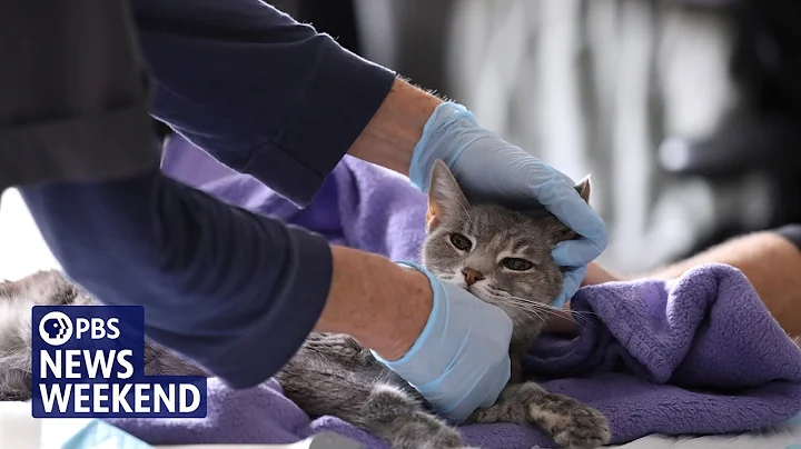 How vet schools are trying to address the mental health challenges plaguing veterinarians thumbnail