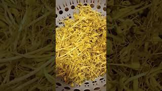 grow sprout mung bean in just 3days really amazing lear food satisfying beans growth