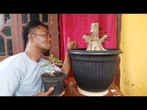 CEK HARGA BONSAI DILAPAK PAK JUNET - YouTube