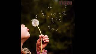 Dandelion - NALBA (lyrics)