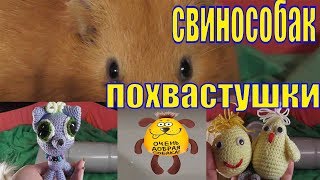 Свинособак Похвастушки/Свинка с повадками собаки/Моя Юху /Морские свинки Чижик и Пыжик Свинособак Похвастушки/Свинка с повадками собаки/Моя Юху /Морские свинки Чижик и Пыжик