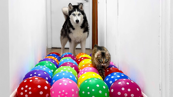 Water Balloon Challenge That Dogs And Cats Cannot Overcome