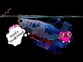 Understanding Betta Fish Bubble Nests and Reproduction