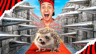 Thumbnail for CONSTRUÍ UM LABIRINTO EXTREMO PARA O MEU PORCO ESPINHO! *Spike